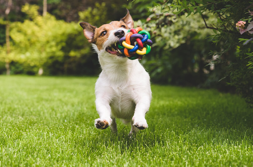 artificial grass for pets